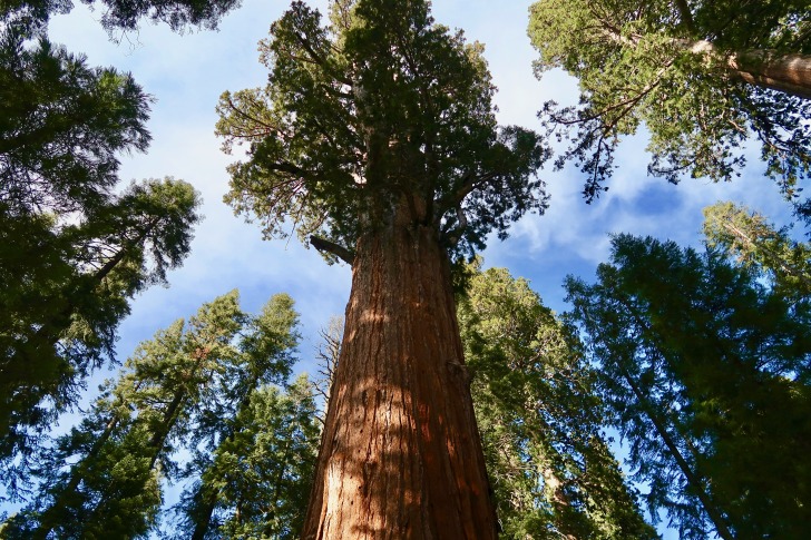 Giant sequoia