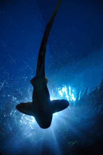 Swimming below a shark