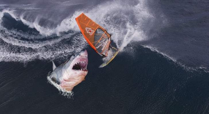 Shark attacks surfer