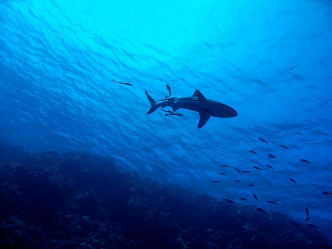 Shark swimming