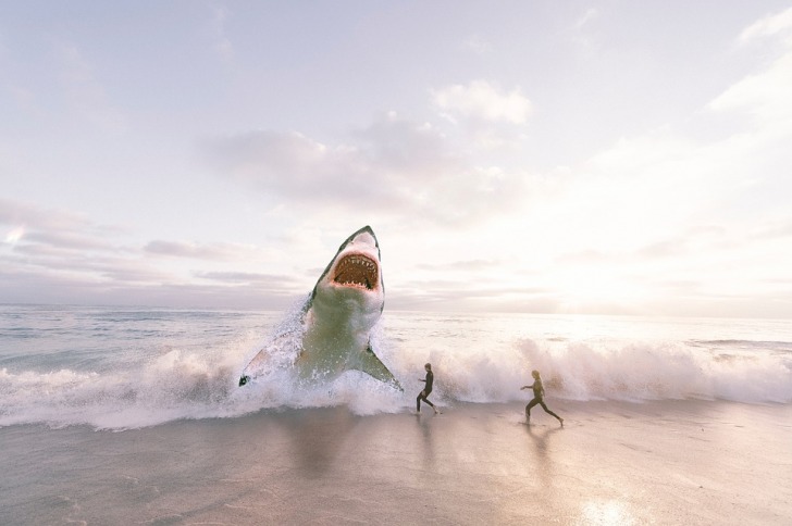 Shark on the beach