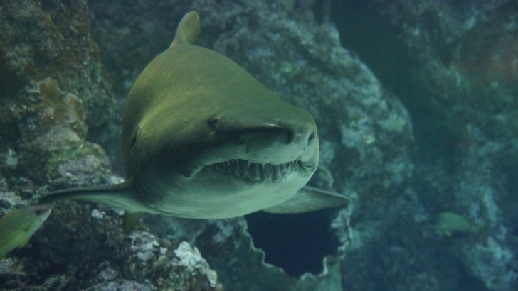 Shark teeth