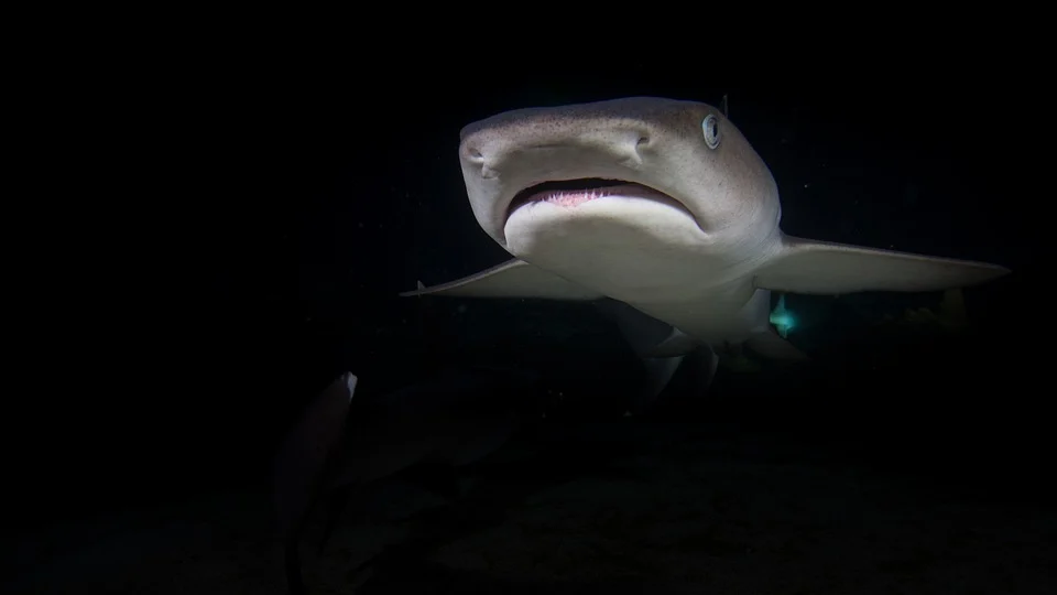 Shark