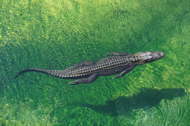 Alligator