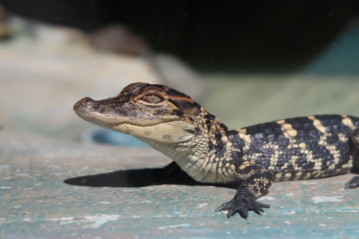 Alligator