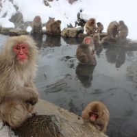 Snow monkeys in thermal waters