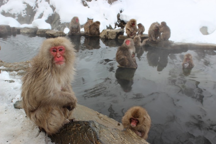 Snow monkeys in thermal waters