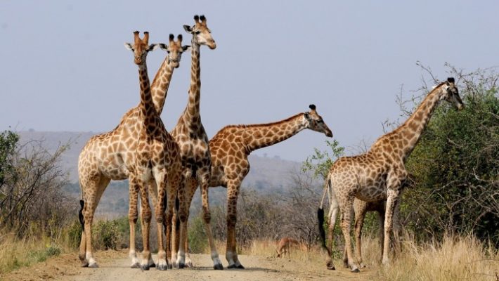 Giraffes