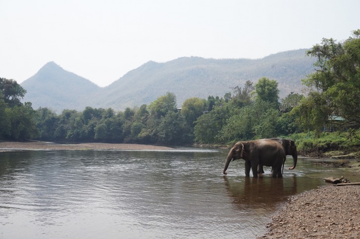 Elephants on the lake