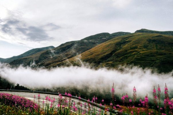 Mist by the road