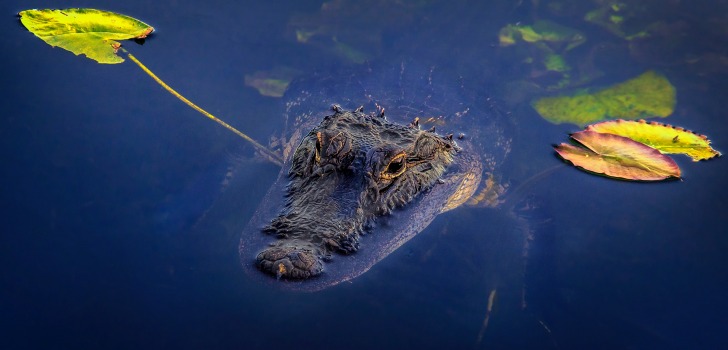 The Everglades