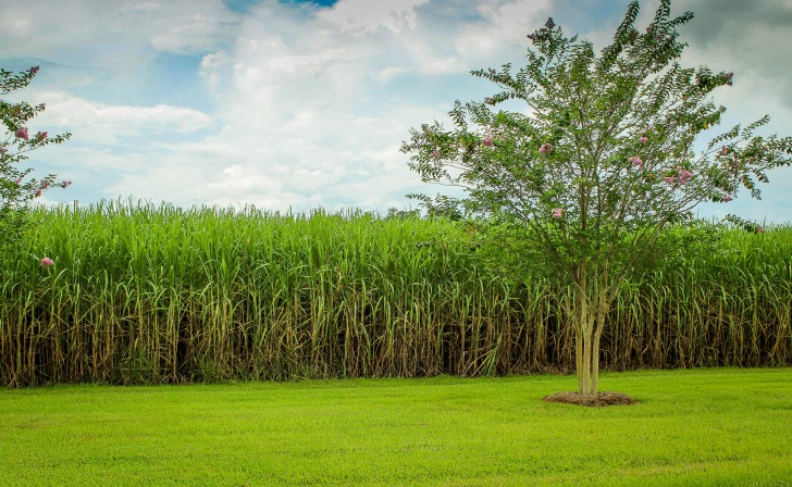 Sugar plantation