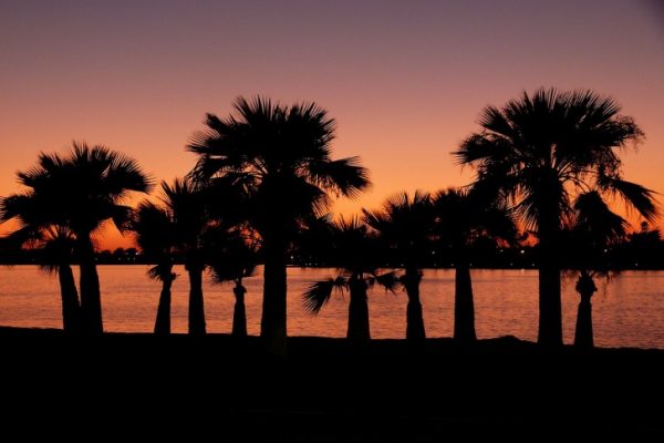 Plam trees at the sunset