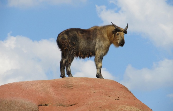 Takin standing on a hill