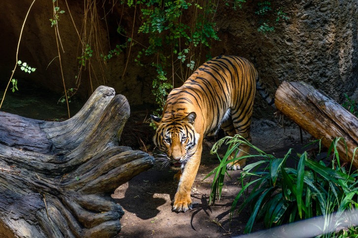 San Diego Zoo tiger