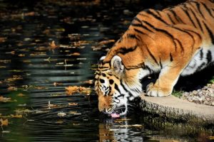 Zoo