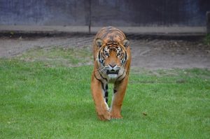 Zoo