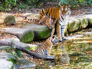 Zoo