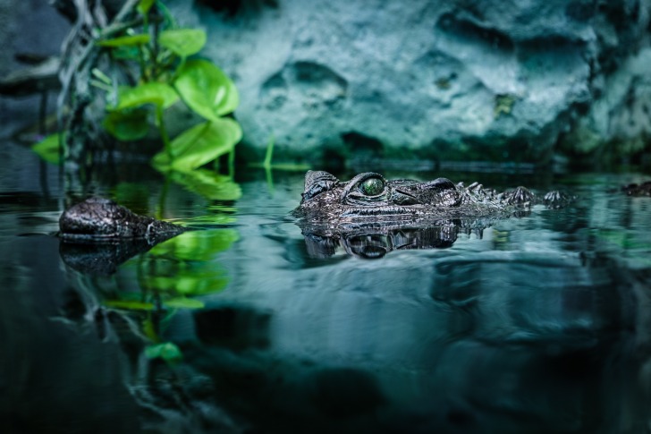 Alligator