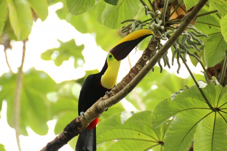 Tucan