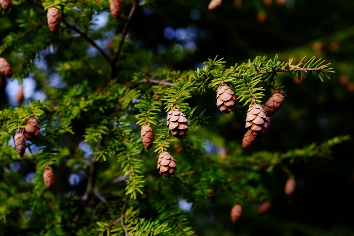 Hemlock tree branch