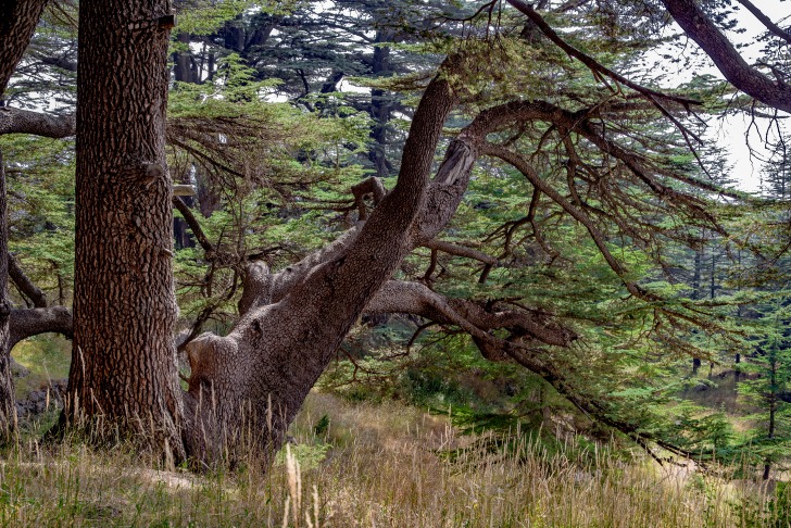 Old cedar tree