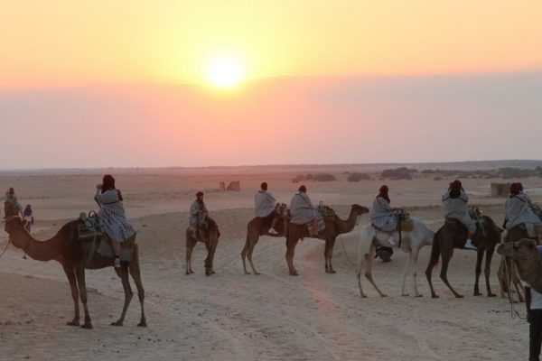 Camels in the desert