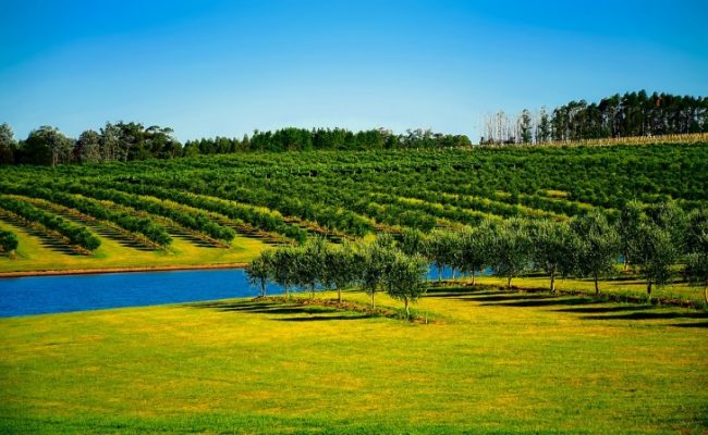 Juanicó Winery