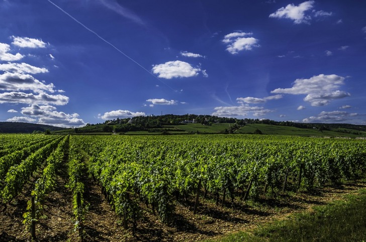 Green vineyards under blue sky