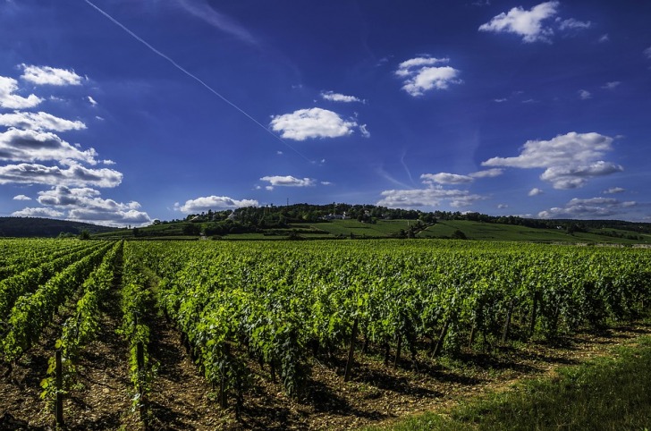 Green vineyards under blue sky