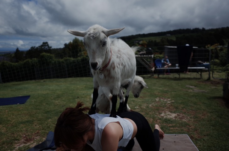 Maui Goat Yoga