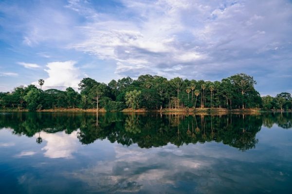 Trees reflection in the lake