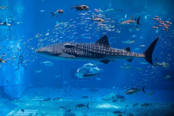 Santa Monica Pier Aquarium