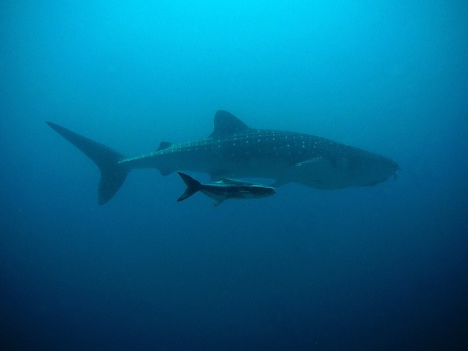 Huge and small shark