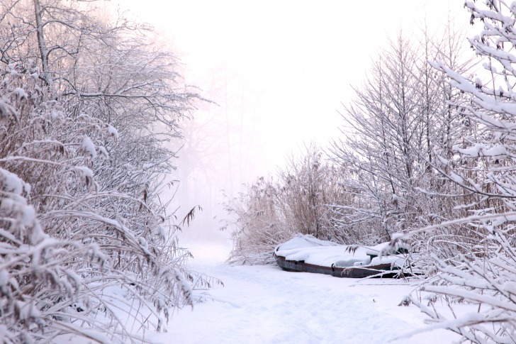 Winter trees