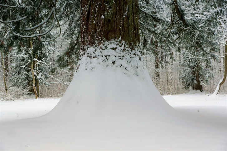 Sequoia in snow