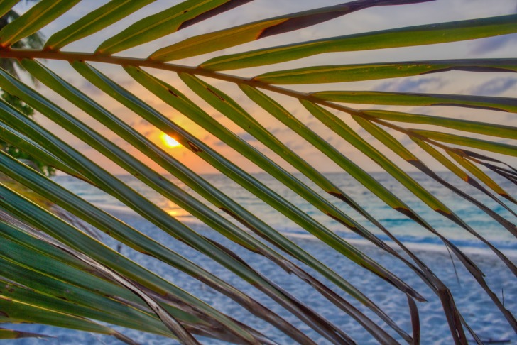 Yellow sky through a palm leaf