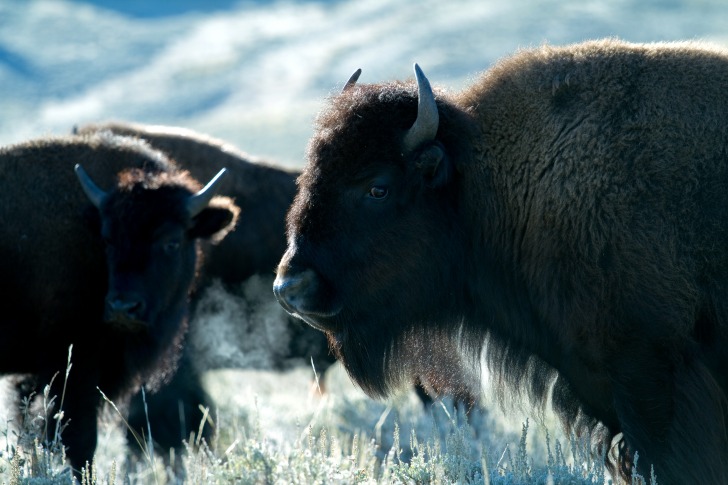 Yellowstone buffalos